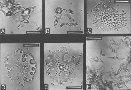 Представитель Семейства Phymaraphiniidae